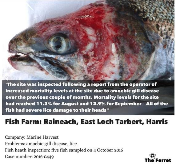 FHI data Aug 2019 #36 FHI data Aug 2019 #36