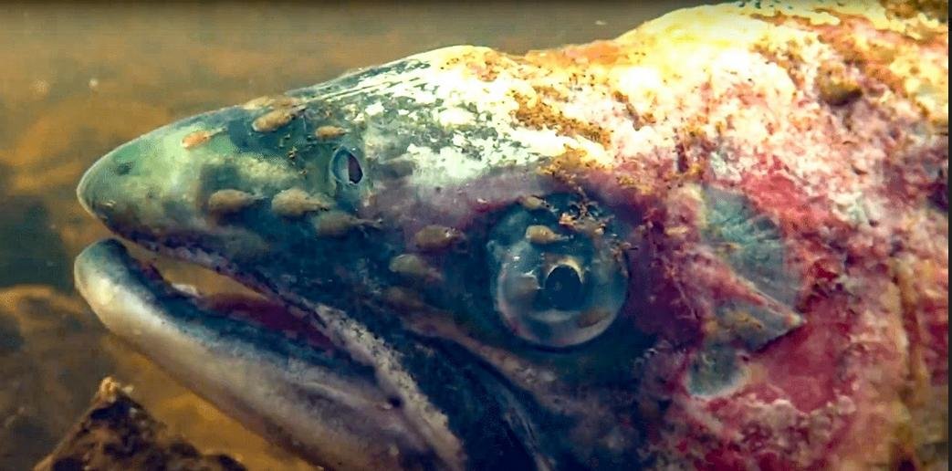 FHI data Aug 2019 #51 FHI data Aug 2019 #51