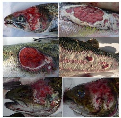 Media Backgrounder & Schedule for Swim for Salmon 31 Aug & 1 Sept 2019 #8