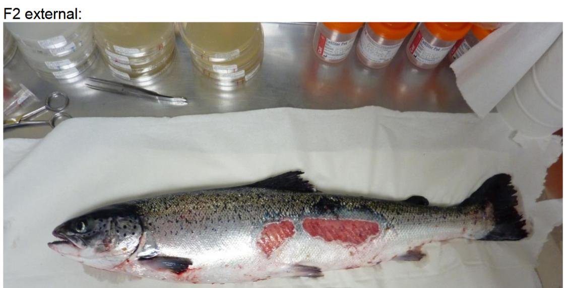 FHI July 2019 Rum Photo #3 FHI July 2019 Rum Photo #3