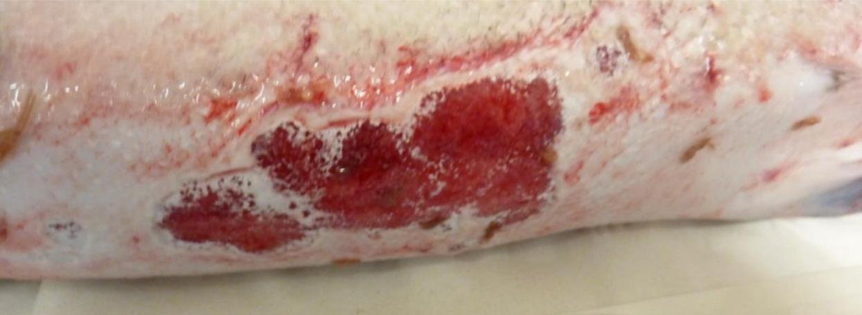 FHI July 2019 Rum Photo #8