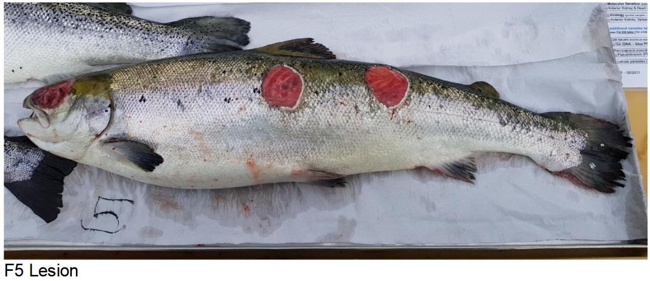 FHI April 2019 Kingairloch Photo #4 FHI April 2019 Kingairloch Photo #4