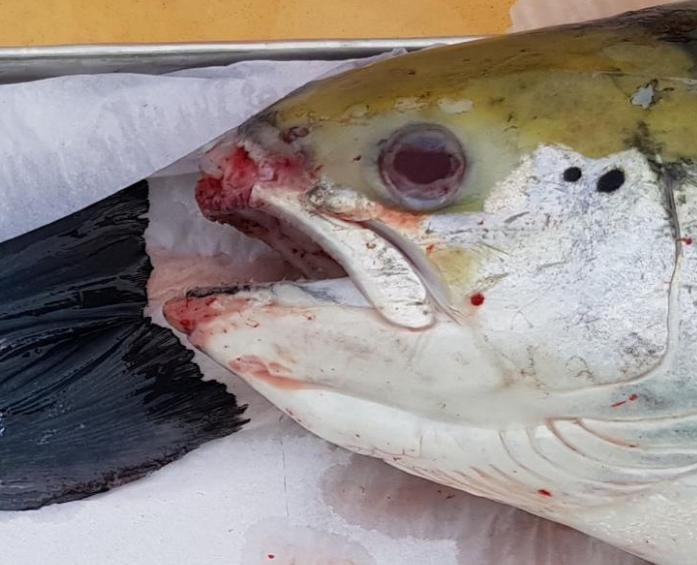 FHI April 2019 Kingairloch Photo #3 FHI April 2019 Kingairloch Photo #3