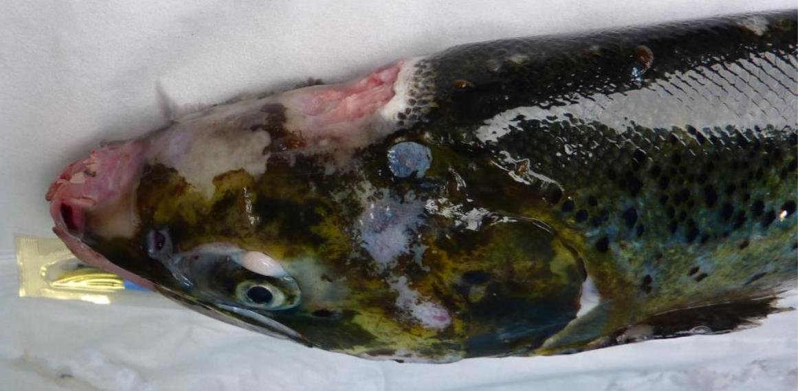 FHI Case Information Strondoir Bay Feb 2019 Photo #2