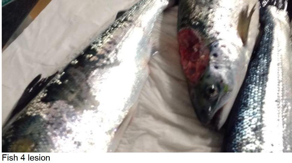 FHI Case Information Portree Feb 2019 Photo #5