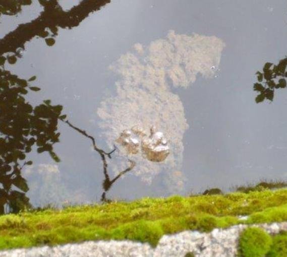 Kinlochmoidart fungus photo #2 Kinlochmoidart fungus photo #2