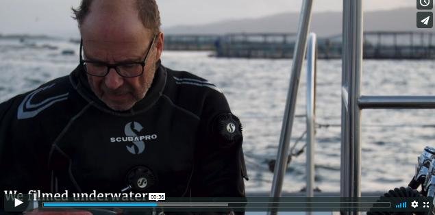 David Ainsley Vimeo Sept 2019 #8 we filmed underwater