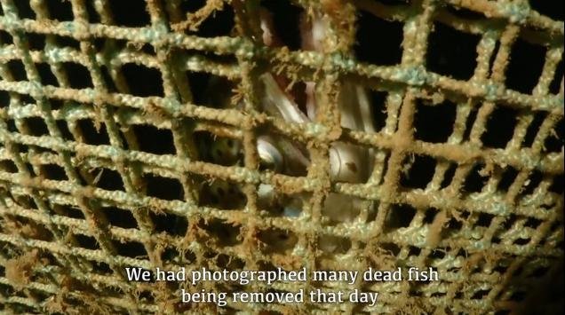 David Ainsley Vimeo Sept 2019 #2 dead salmon