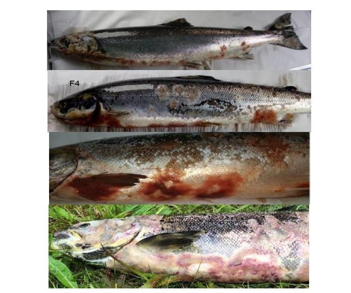 PR Sick Scottish Salmon 30 Sept 2019 #2