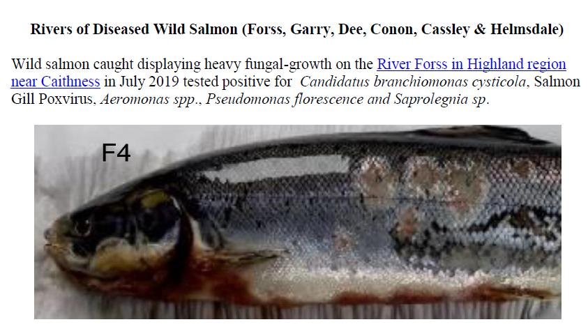 PR Sick Scottish Salmon 30 Sept 2019 #6 wild fish photos Forss