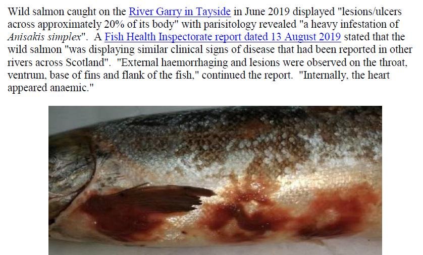 PR Sick Scottish Salmon 30 Sept 2019 #7 wild fish photos Garry