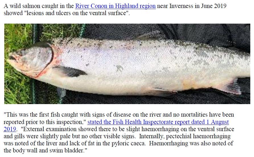 PR Sick Scottish Salmon 30 Sept 2019 #9 wild fish photos Conon