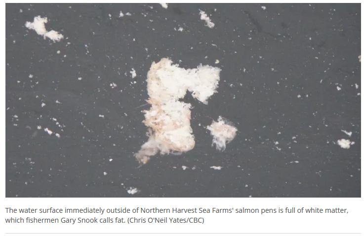 CBC pink liquid Oct 2 2019 #2