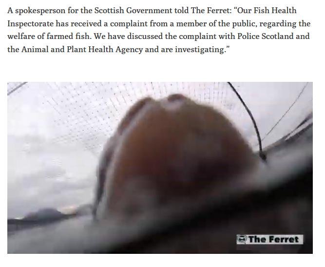 Ferret sick footage 13 June 2019 #3