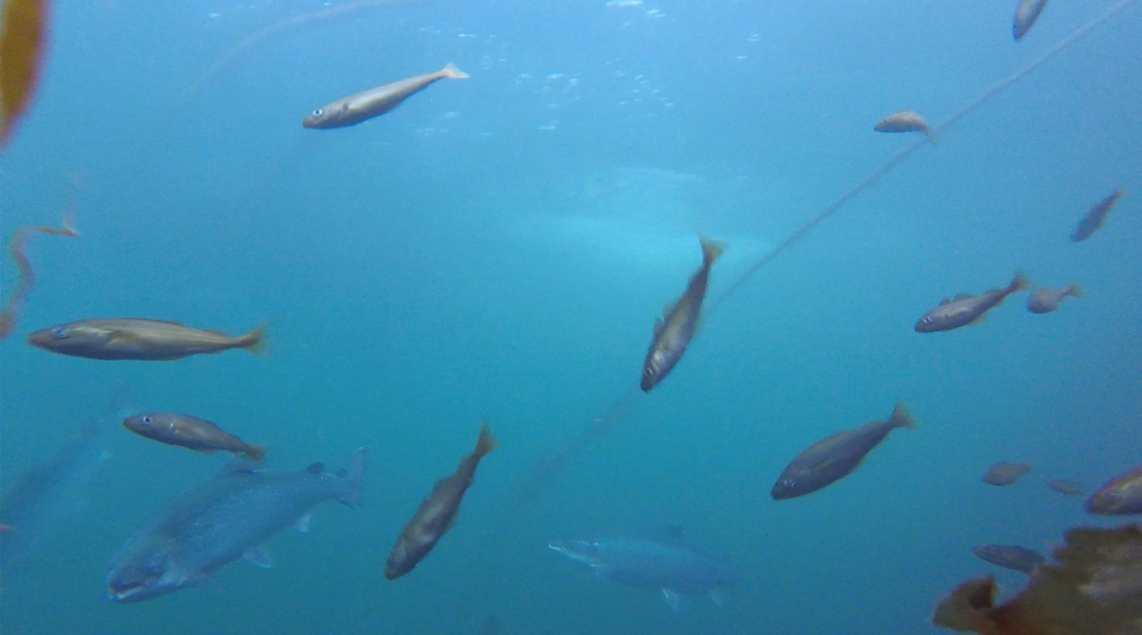 Photo Still #2 Saithe in salmon farm Photo Still #2 Saithe in salmon farm