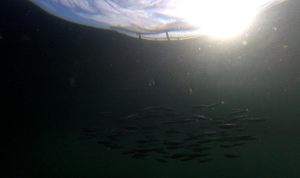 Photo Arran #1b wild fish shoal GOPRO1183 2 min 25 secs Photo Arran #1b wild fish shoal GOPRO1183 2 min 25 secs