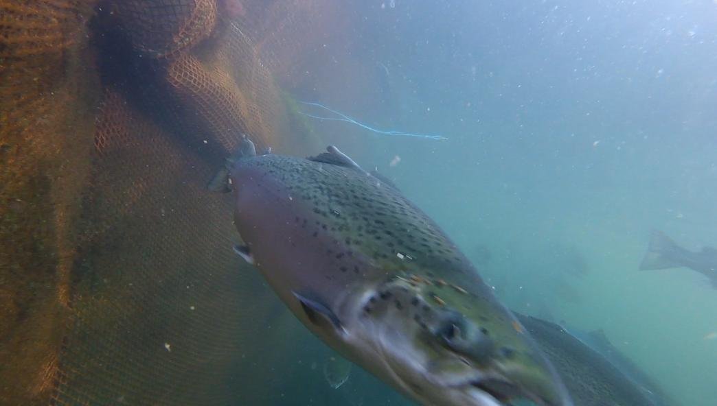 Photo Arran #4 lice-infested salmon GOPRO1189 2 min 37 secs Photo Arran #4 lice-infested salmon GOPRO1189 2 min 37 secs