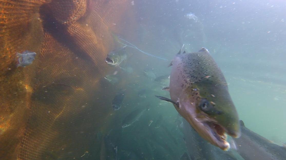 Photo Arran #6 licey soup with lumpsucker & wrasse GOPRO1189 4 min 20 secs Photo Arran #6 licey soup with lumpsucker & wrasse GOPRO1189 4 min 20 secs