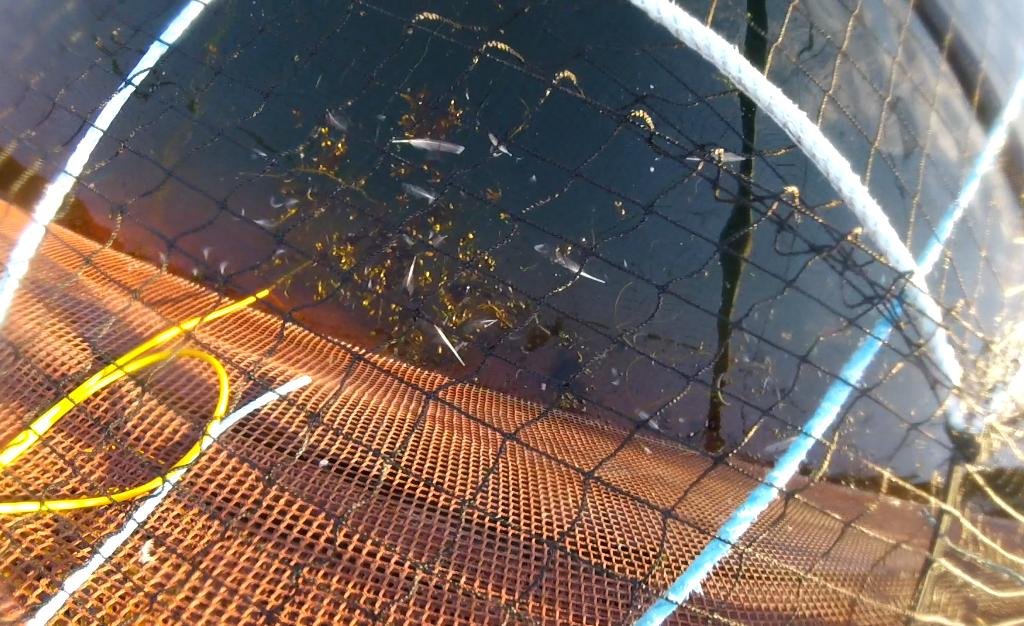 Photo Arran #12 feathers & seaweed in cage GOPRO1198 2 min 17 secs Photo Arran #12 feathers & seaweed in cage GOPRO1198 2 min 17 secs