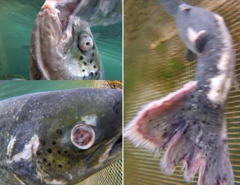 Photo collage Photo collage