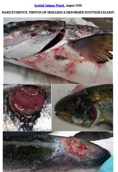 Hard Evidence Aug 2018 Hard Evidence Aug 2018