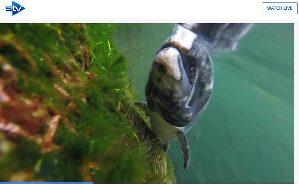 STV News 19 June 2019 TV version #12 STV News 19 June 2019 TV version #12