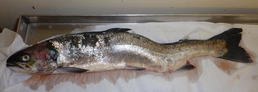 Deformed Glenan Bay 2016