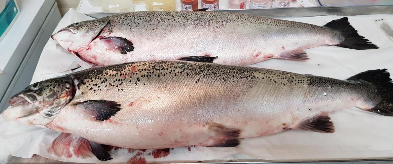 FHI Linnhe Ardgour Aug 2019 Photo #2 FHI Linnhe Ardgour Aug 2019 Photo #2