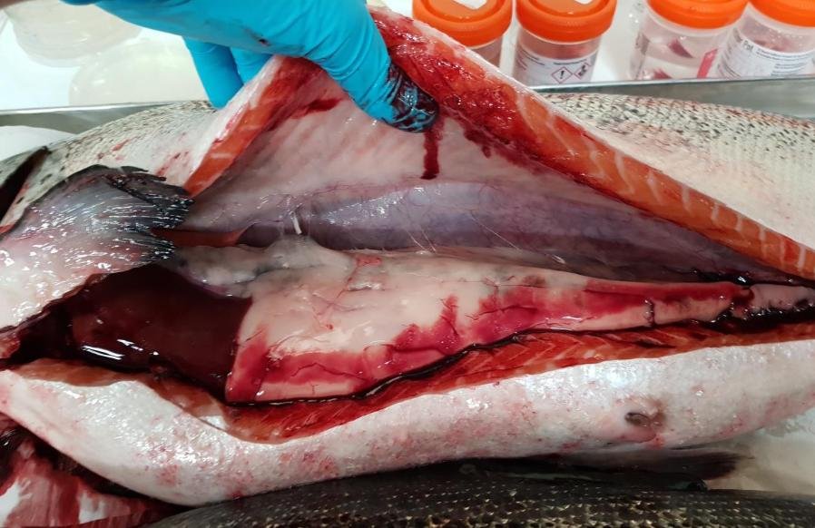 FHI Linnhe Ardgour Aug 2019 Photo #3 FHI Linnhe Ardgour Aug 2019 Photo #3