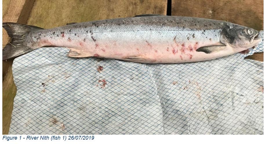 River Nith fish July 2019 #1