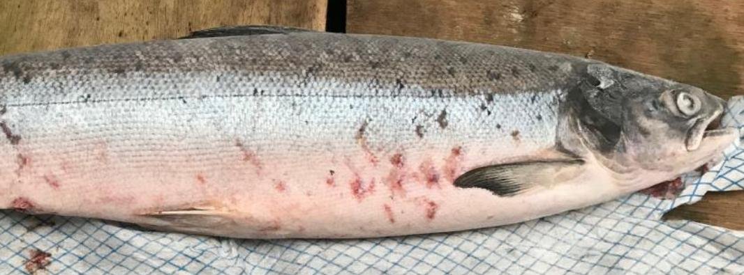 River Nith fish July 2019 #2