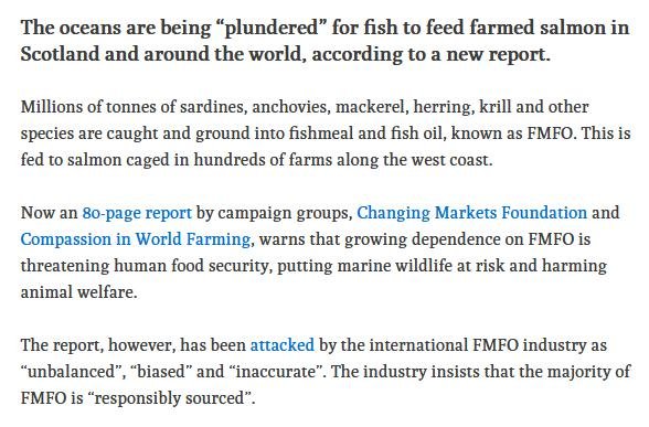 Ferret April 2019 #2