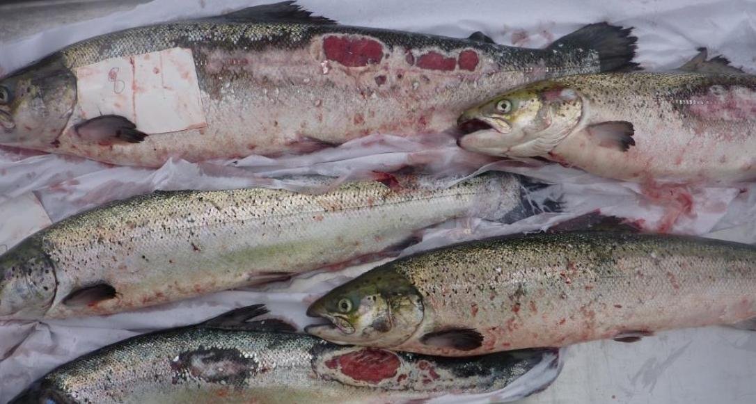 Smile blog Mowi #3 Ardmaddy 2015 Smile blog Mowi #3 Ardmaddy 2015