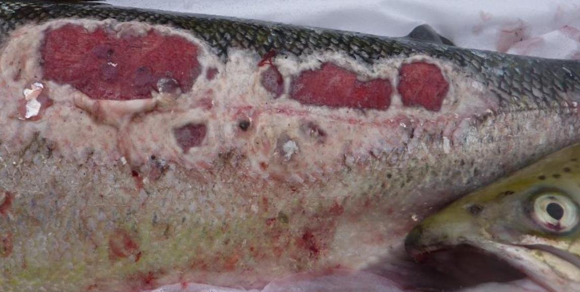 Smile blog Mowi #5 Ardmaddy 2015 Smile blog Mowi #5 Ardmaddy 2015