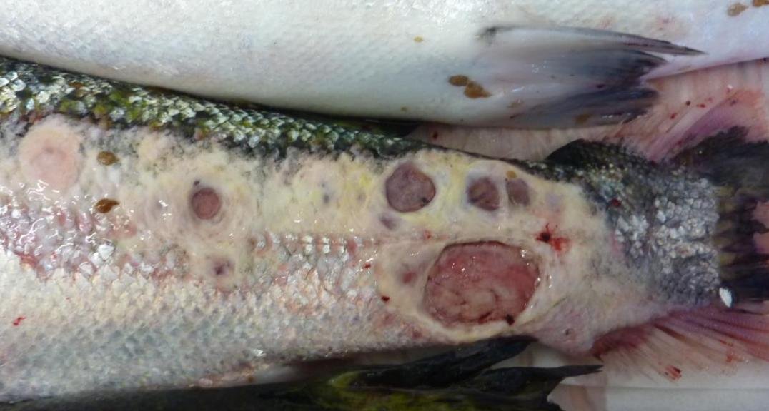 Smile blog Mowi #7 Alsh Smile blog Mowi #7 Alsh