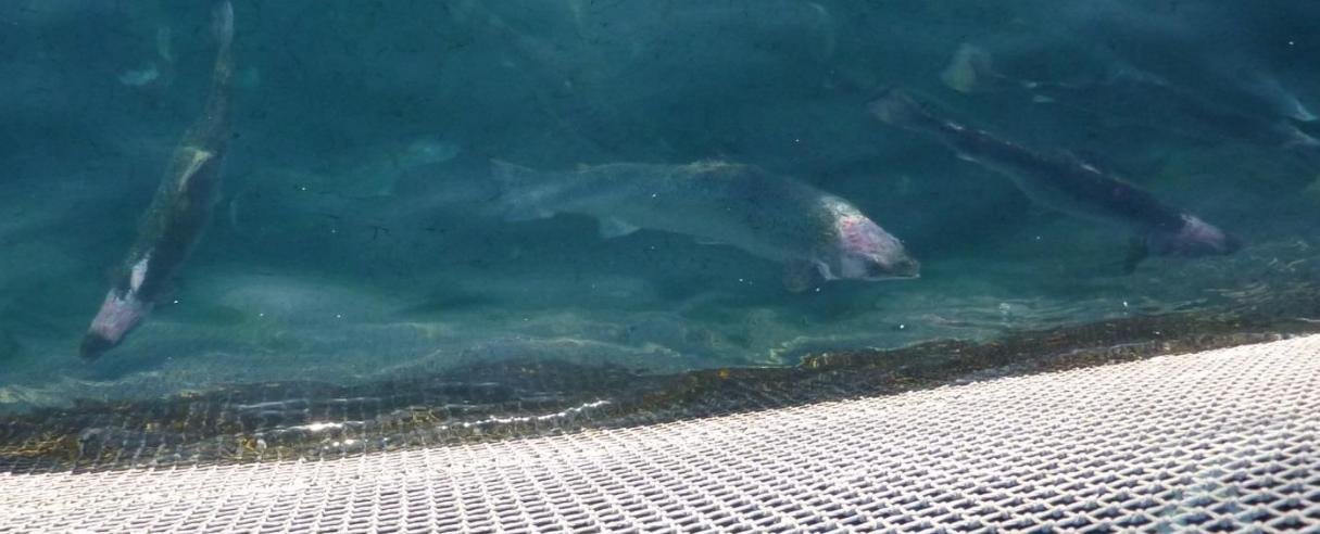 Smile blog Mowi #11 Raineach Smile blog Mowi #11 Raineach