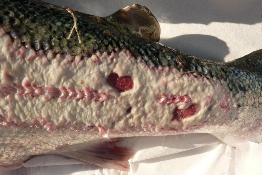 Smile blog Mowi #14 Scotasay Smile blog Mowi #14 Scotasay