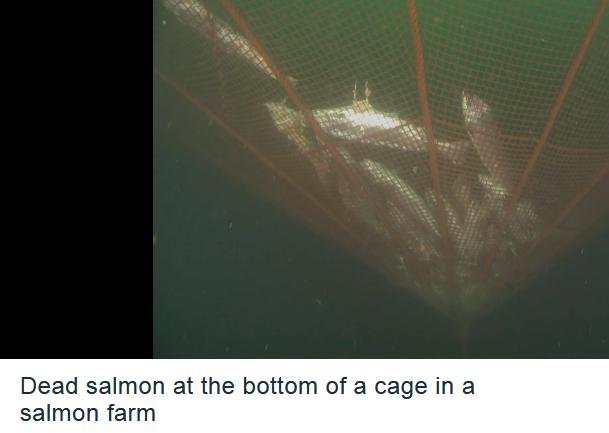 David dead salmon video David dead salmon video