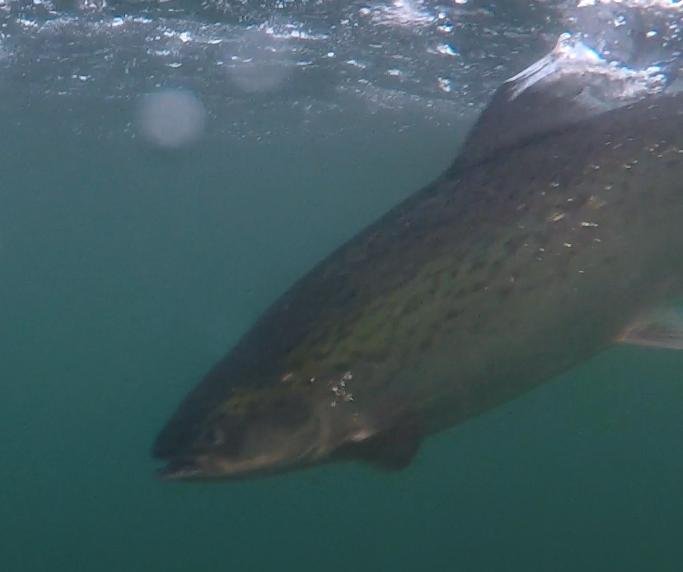 Photo #2 licey salmon Photo #2 licey salmon