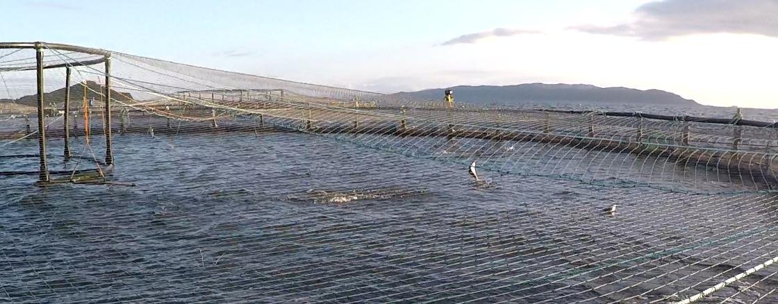 Photo #4 Leaping salmon Photo #4 Leaping salmon