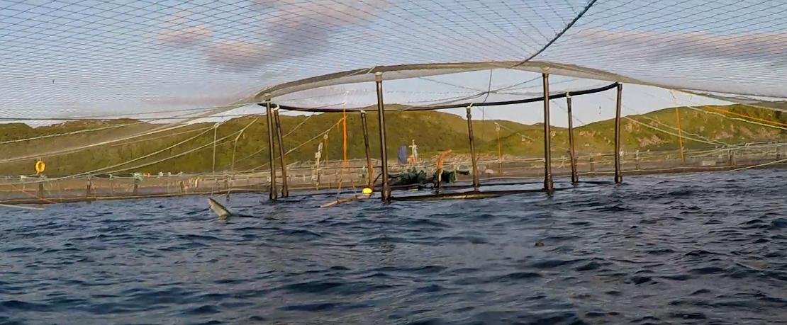 Photo #8 leaping salmon Photo #8 leaping salmon