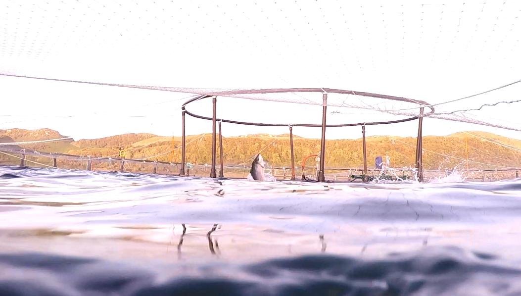 Photo #14 leaping salmon Photo #14 leaping salmon