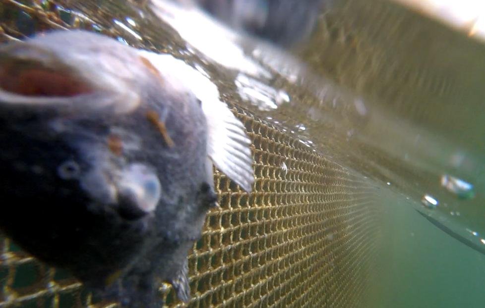 Photo #29 dead cleaner fish red Photo #29 dead cleaner fish red