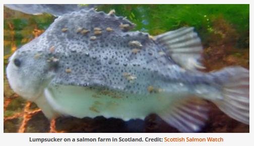 Cleaner fish #2 Cleaner fish #2