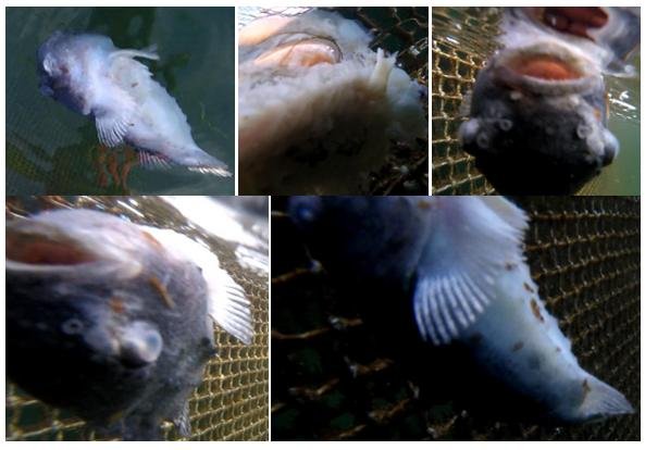 Collage #2 Collage #2