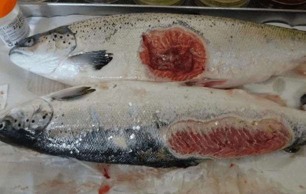 FHI Morts Photo Groatay #1 FHI Morts Photo Groatay #1