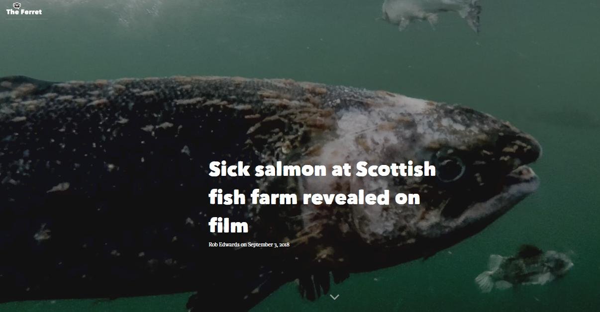 Ferret sick on film Ferret sick on film