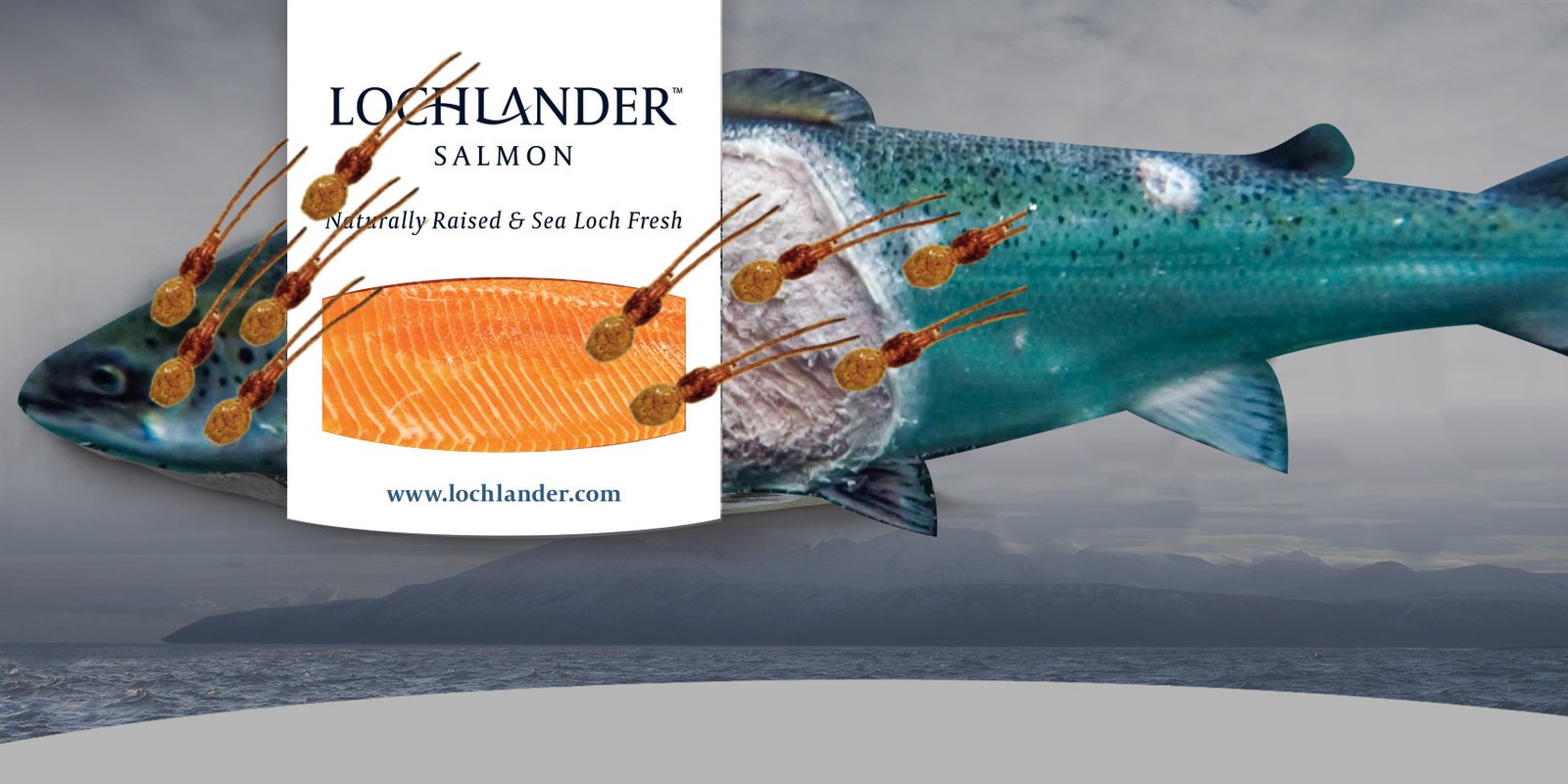 SSC Lochlander liced