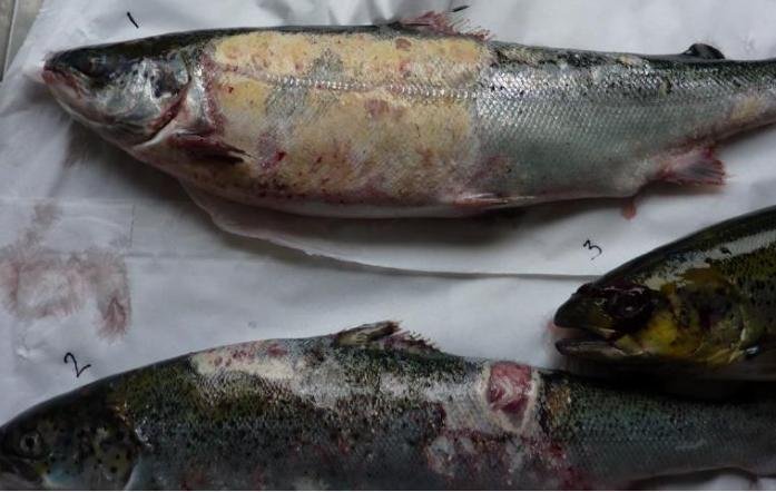 FHI photo #4 2016 FHI photo #4 2016