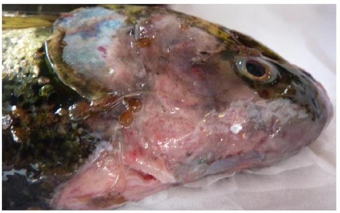 FHI photo #6 2016 FHI photo #6 2016